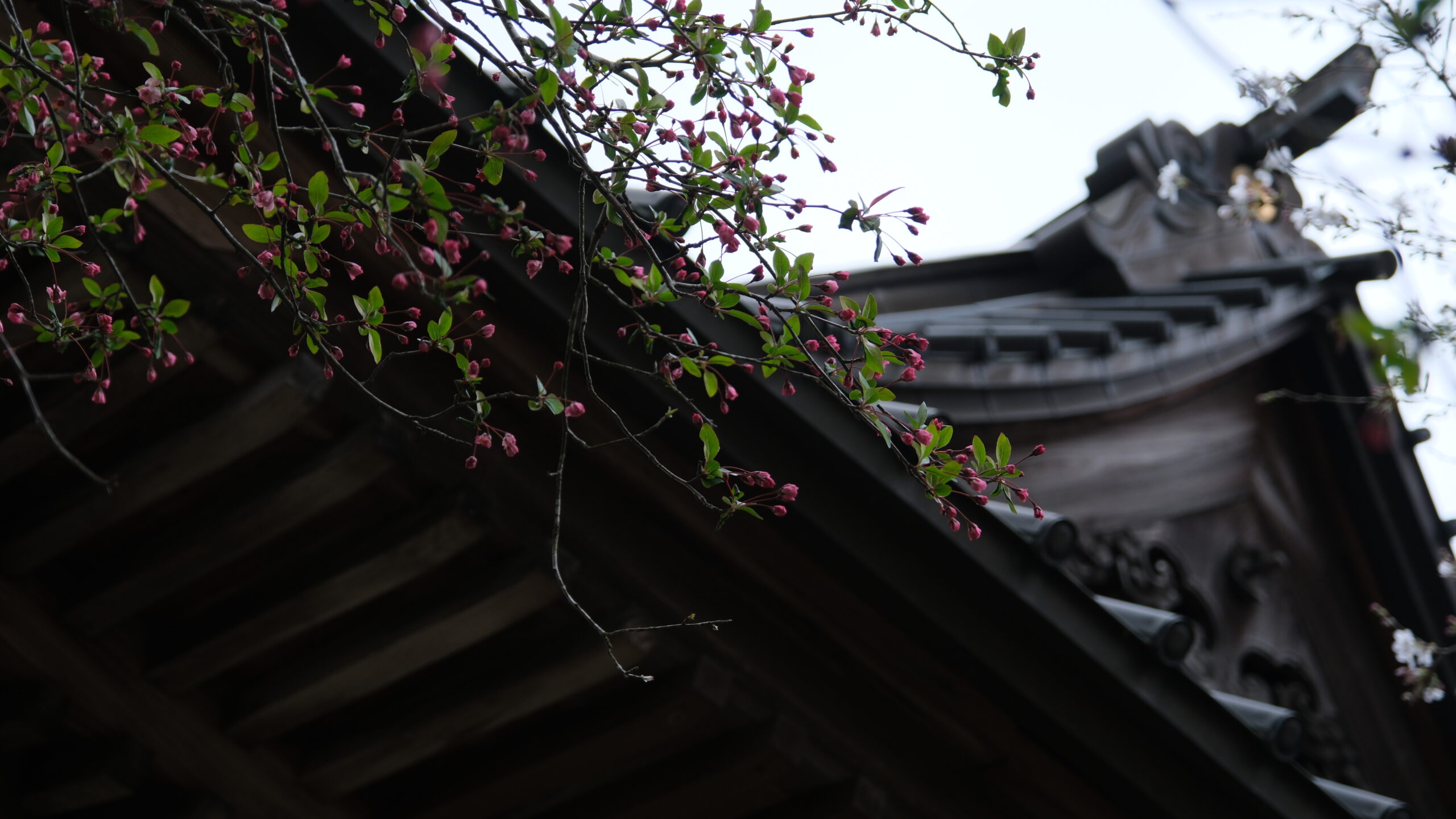 雄琴神社　境内